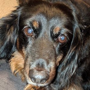 Meet your Posher, Steven